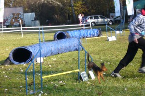 agility-30.10.2010-v-nymburce-lodici-011.jpg